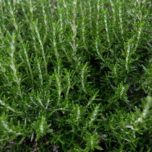 Load image into Gallery viewer, Rosemary Officinalis
