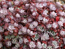 Load image into Gallery viewer, Sedum spathulifolium &#39;Purpureum&#39; (Broadleaf Stonecrop)
