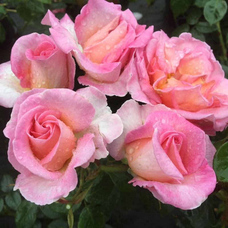 Image of Rose Sweet Syrie