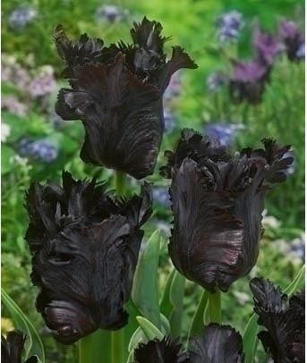 Tulip Black Parrot (10 bulbs)