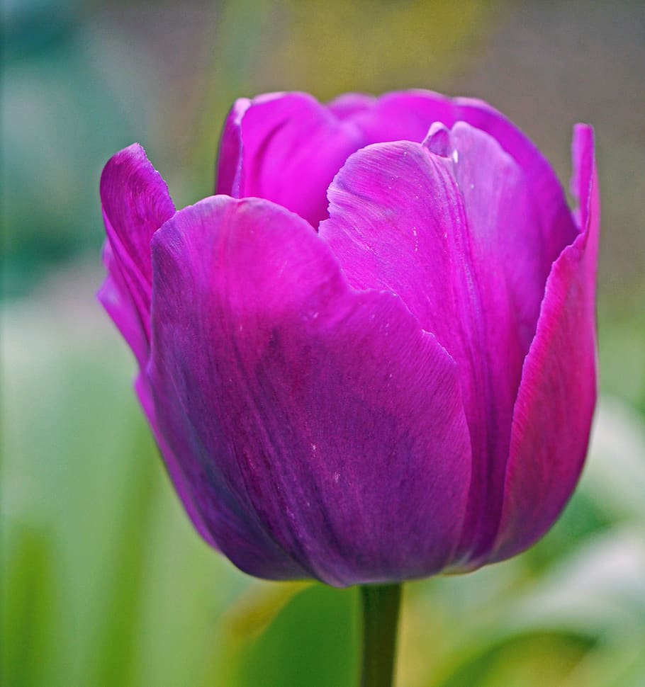 Tulip Mini Violetto (10 bulbs)