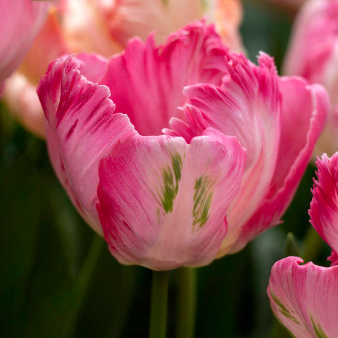 Tulip Pink Parrot Vision (10 bulbs)