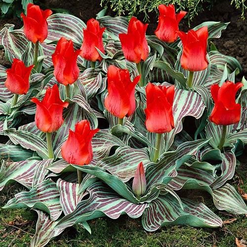 Tulip Greigii Red Riding Hood (10 bulbs)