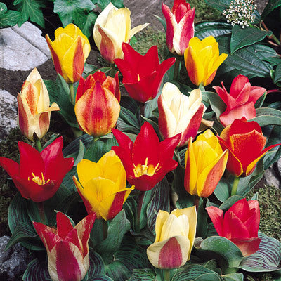Tulip Greigii Mixed (10 bulbs)