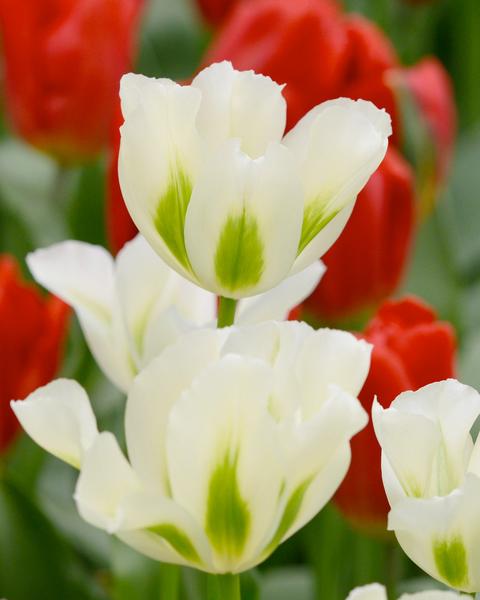 Tulip Virdiflora Single Spring Green (10 bulbs)