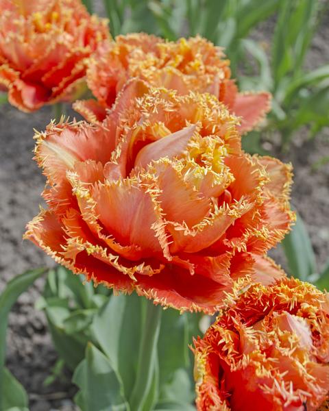 Tulip Double Fringed Sensual Touch (10 bulbs) – Three Gates Garden ...