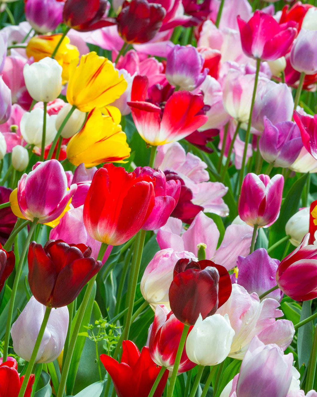 Tulip Triumph Garden Mixed (10 bulbs)