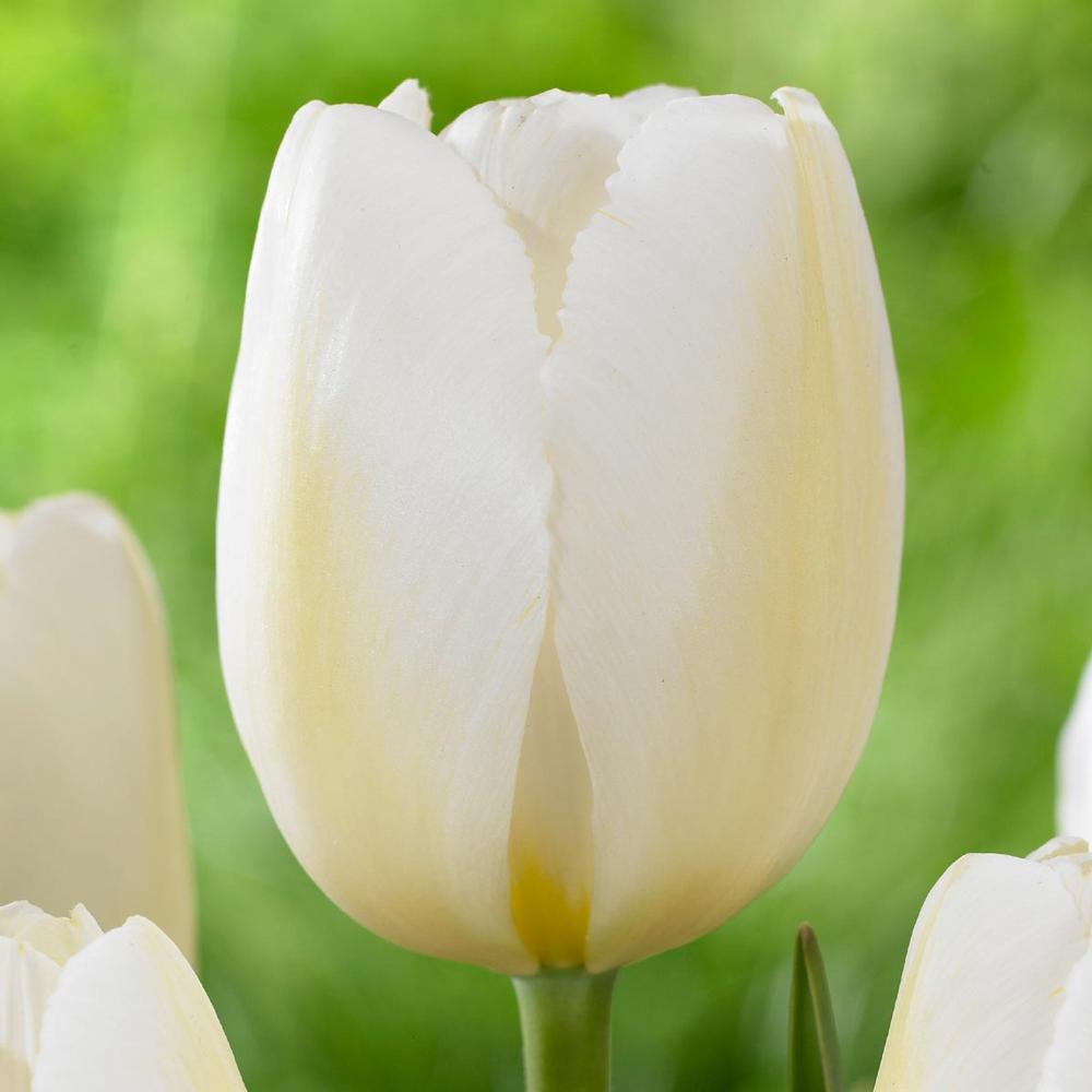 Tulip Triumph Pays Bas (10 bulbs)