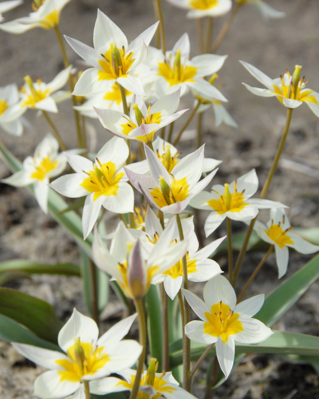 Tulip Turkestanica (15 bulbs)