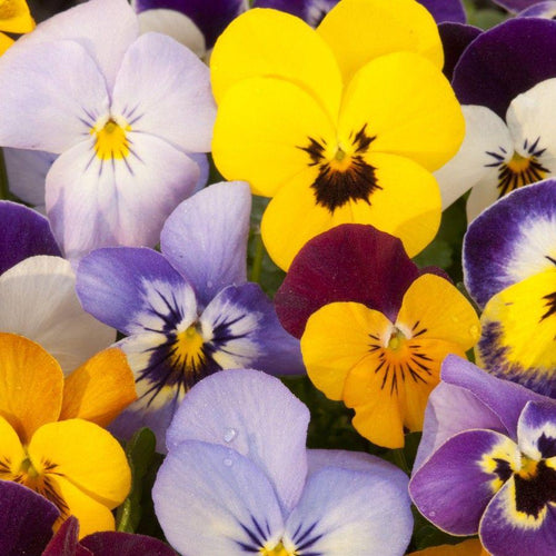 Image of Bedding Viola