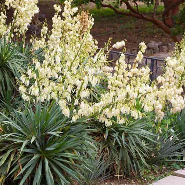 Yucca Filamentosa (Adam’s needle and thread)